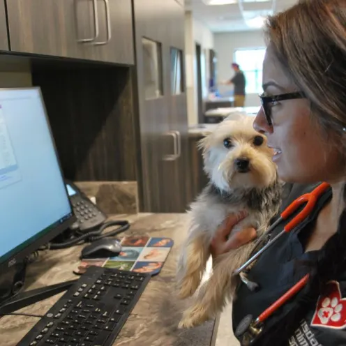 Puppy working with Veterinarian